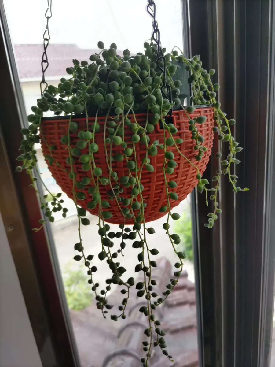 グリーンネックレスの状態についての質問です5月頃から、グリ