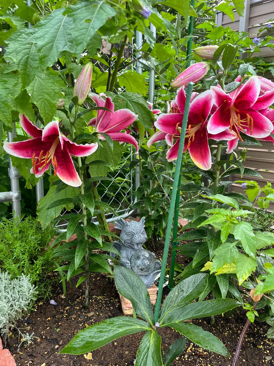 百合の花の色について教えてください11月に百合の球根3個入