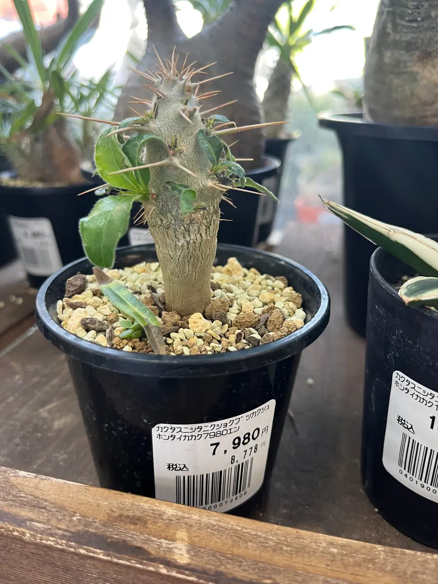 新着パキポデュウム品種不明株 img_cache_q_46808_1_1751925905