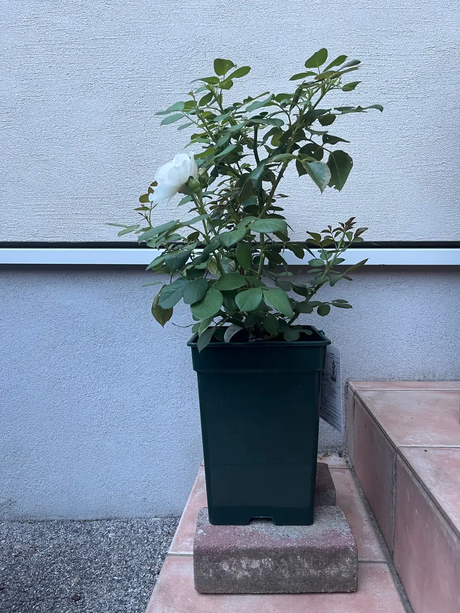 バラの苗を購入しました（大苗でしょうか？）水はけの良い土で