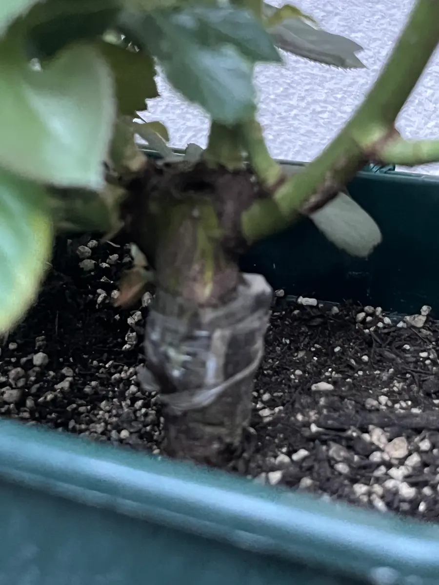 バラの苗を購入しました（大苗でしょうか？）水はけの良い土で