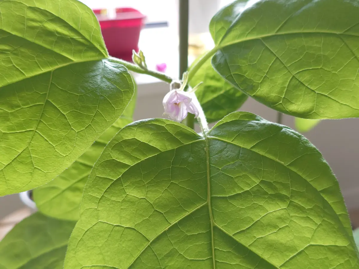 ナス の 花 が 落ちる