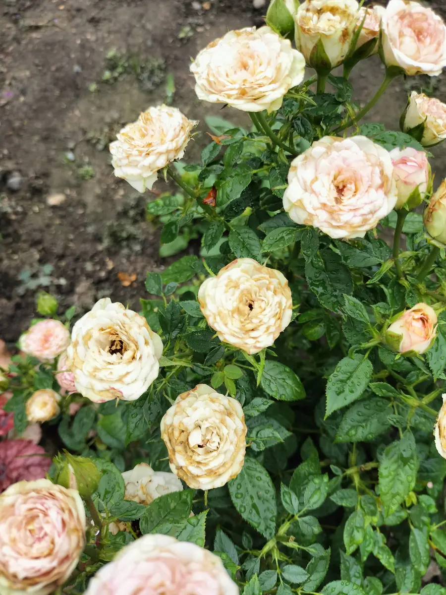 ミニバラのカルーセルコルダーナを地植えしています。6月には｜園芸