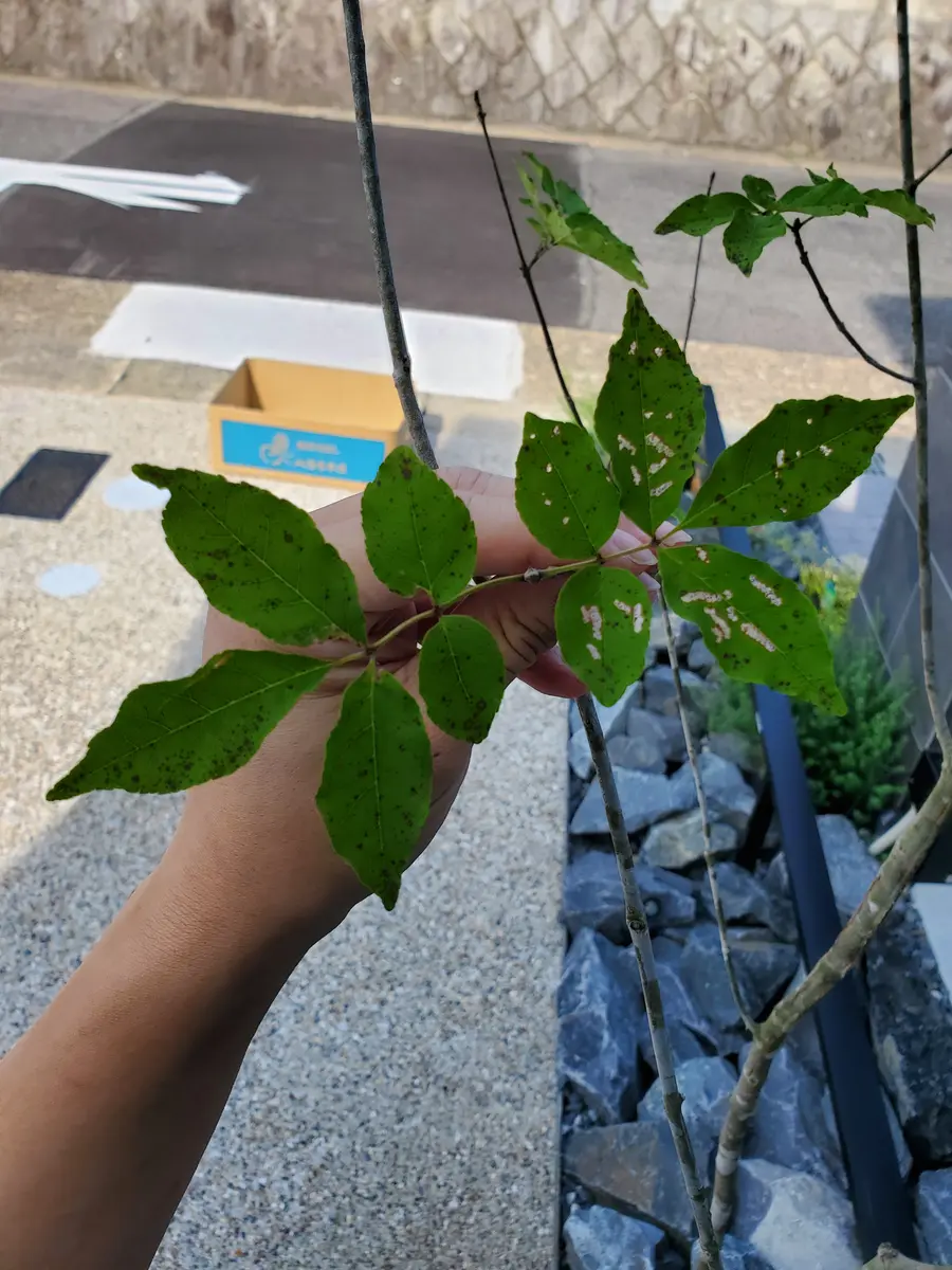 初めて質問させていただきます。新築に際して今年の5月末に庭