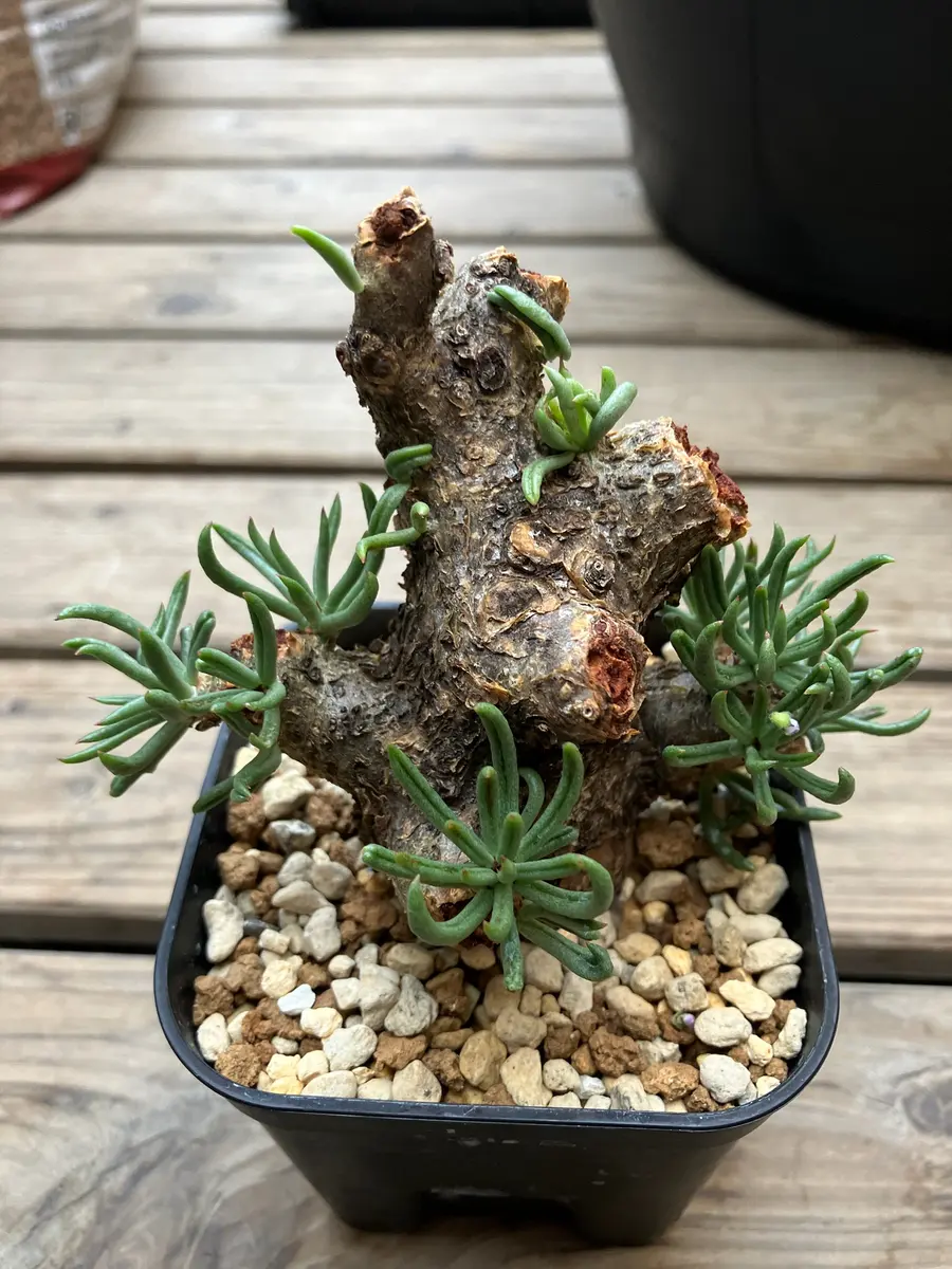 名前を教えて下さい。塊根植物の即売会にて購入しました。一｜園芸