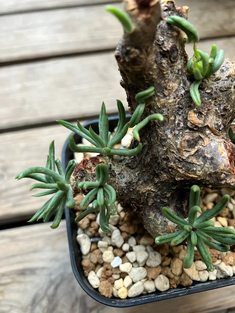 名前を教えて下さい。塊根植物の即売会にて購入しました。一｜園芸