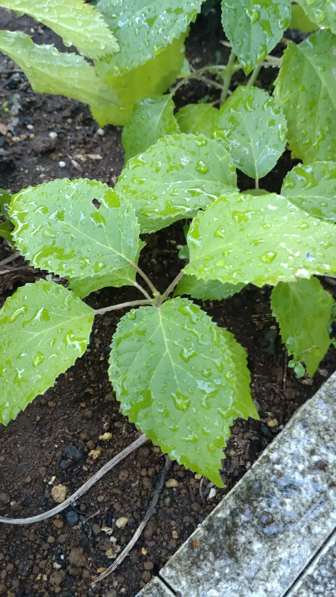 最近花壇に植えた覚えのない植物が育ってました。葉の形から紫