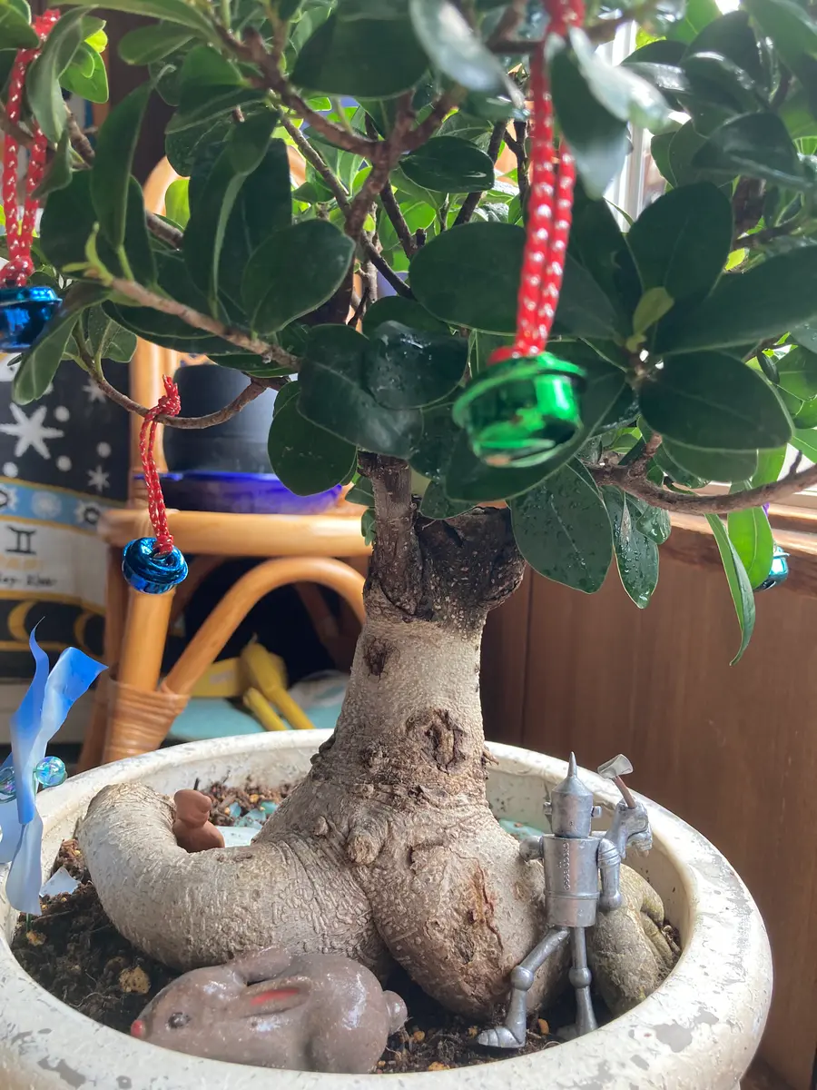 ガジュマルを育てて2年目にはいりました。ですがなかなか幹から
