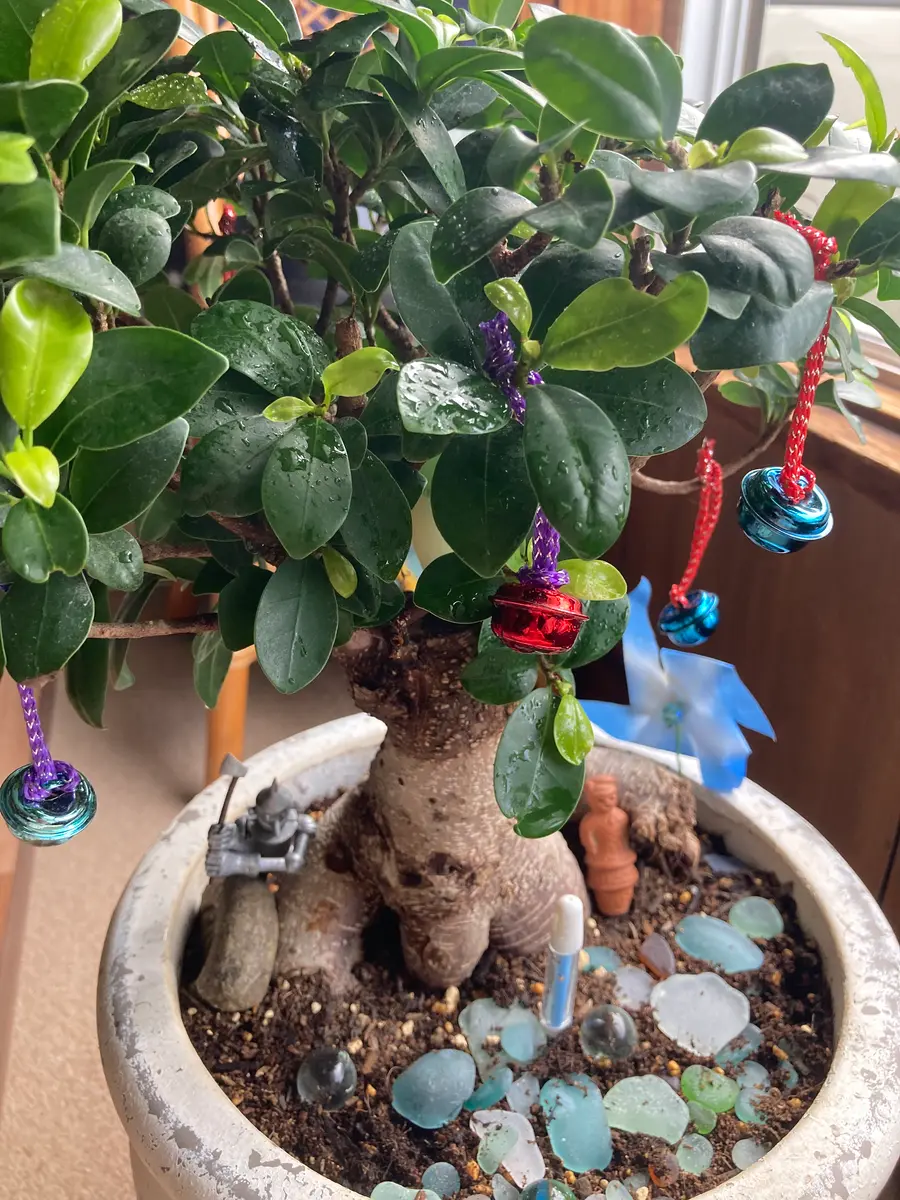 珍形　荒れ肌イボイボ　オオハマボウ　ガジュマル×2 BJ PLANTS | 開催まであと三日😆😆 琉球盆栽 オオハマボウ