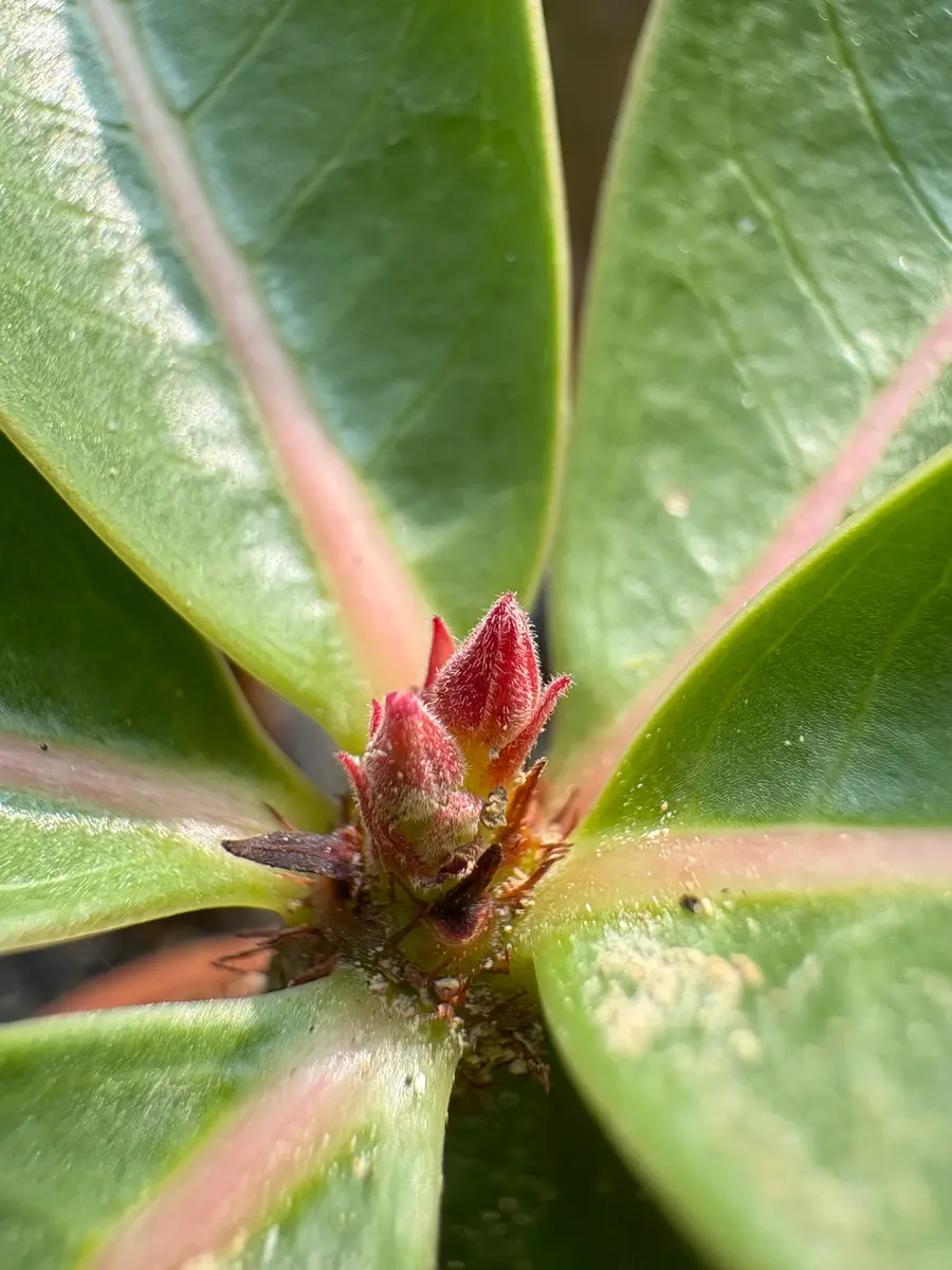 アデニウムの花芽？新芽？について、お教えいただきたいです