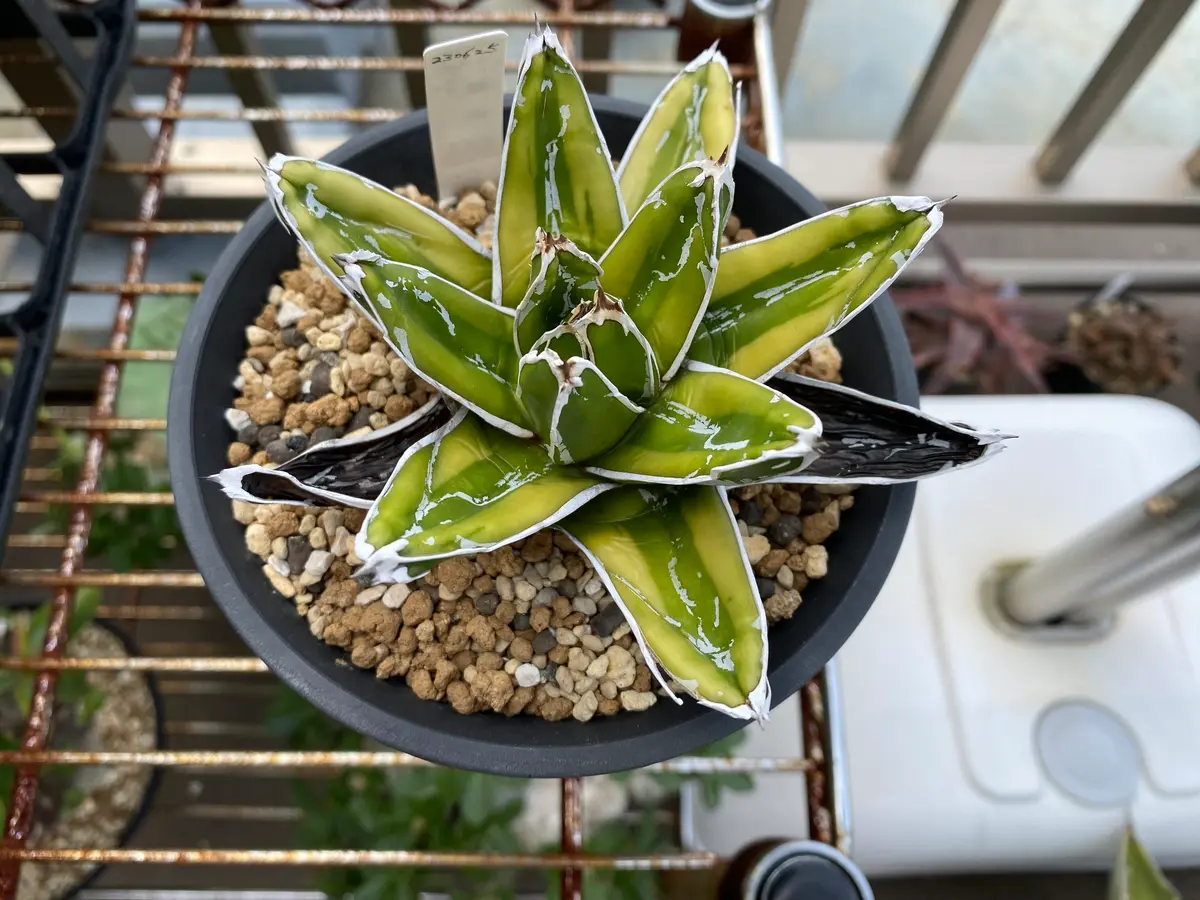 アガベ、特に笹の雪系について写真のように下葉が真っ黒になっ