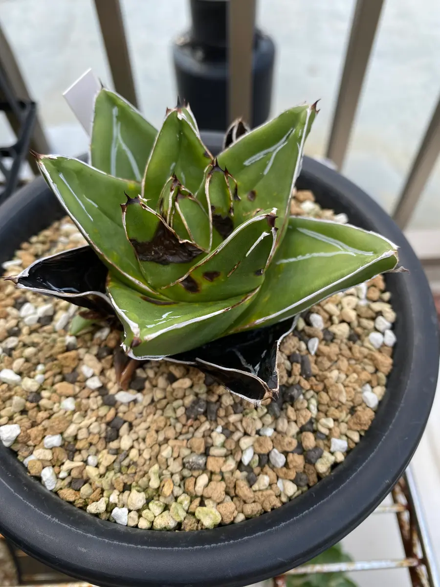 アガベ 笹の雪 短葉 極上 大株 球型 ドライガーデン アガベ 笹の雪 短