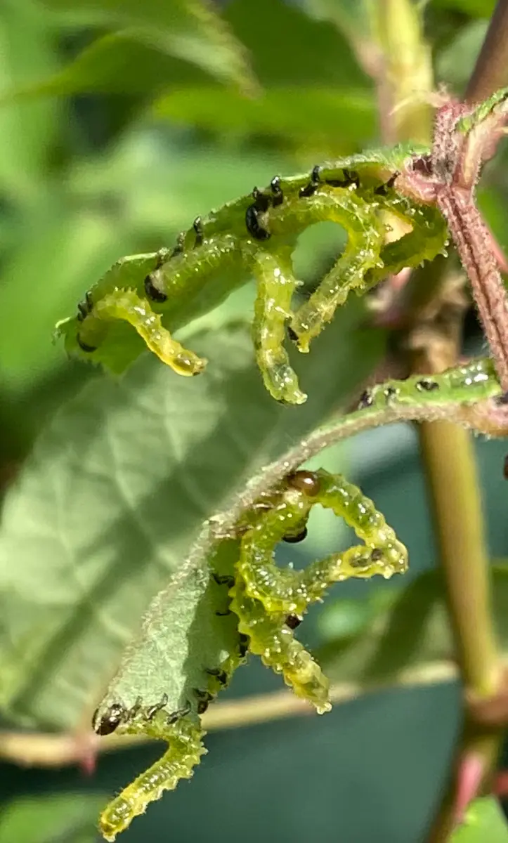 レア薔薇VIP切花薔薇大苗　葉は虫食べた跡があります。 レア薔薇VIP切花薔薇大苗 葉は虫食べた跡があります。 レア薔薇