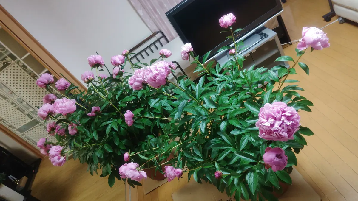 親が育てていた芍薬（シャクヤク）を3鉢引き継いで育てておりま