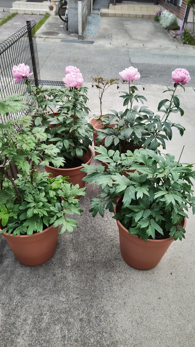 親が育てていた芍薬（シャクヤク）を3鉢引き継いで育てておりま