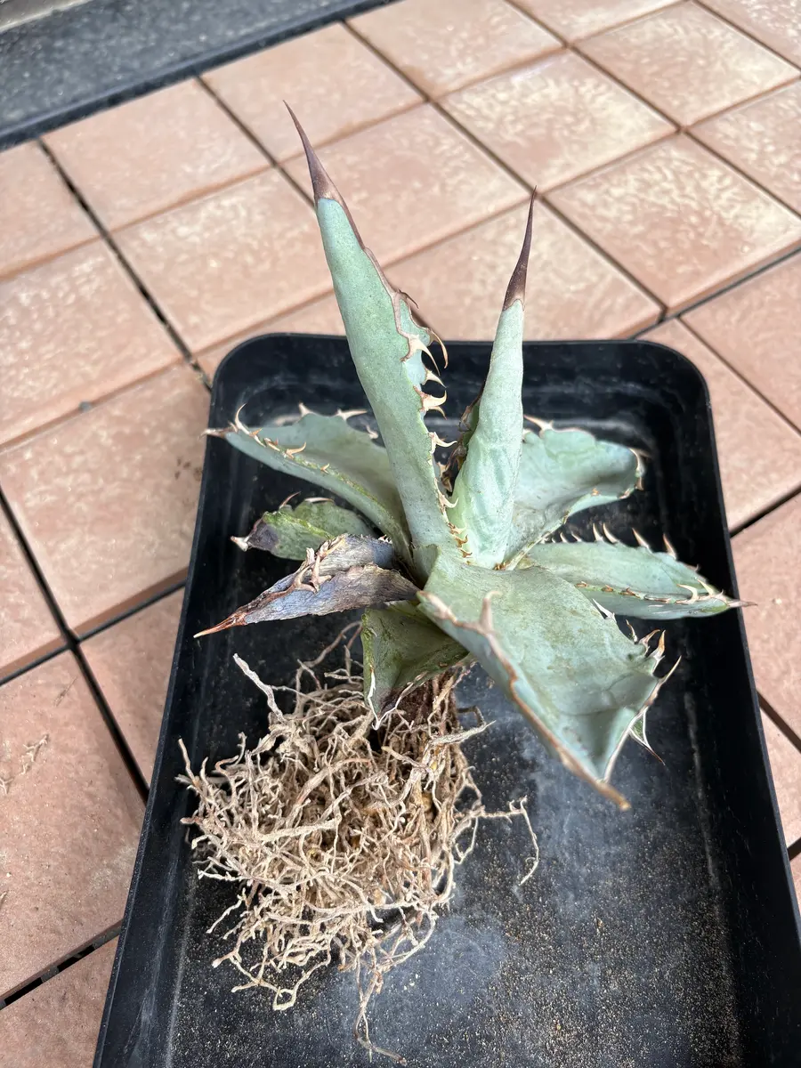 アガベのホワイトアイスです。ある時からすごく開いてきた（徒