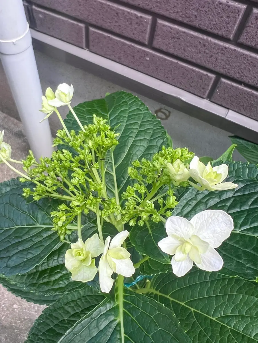 紫陽花の品種名を分かる方はいらっしゃいますか？昨年挿し木教