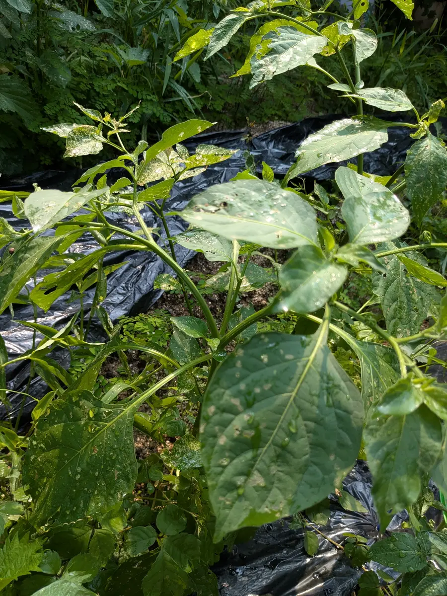 雑草 雑草を抜くのをサボっていたらジャングルになりました。やけに