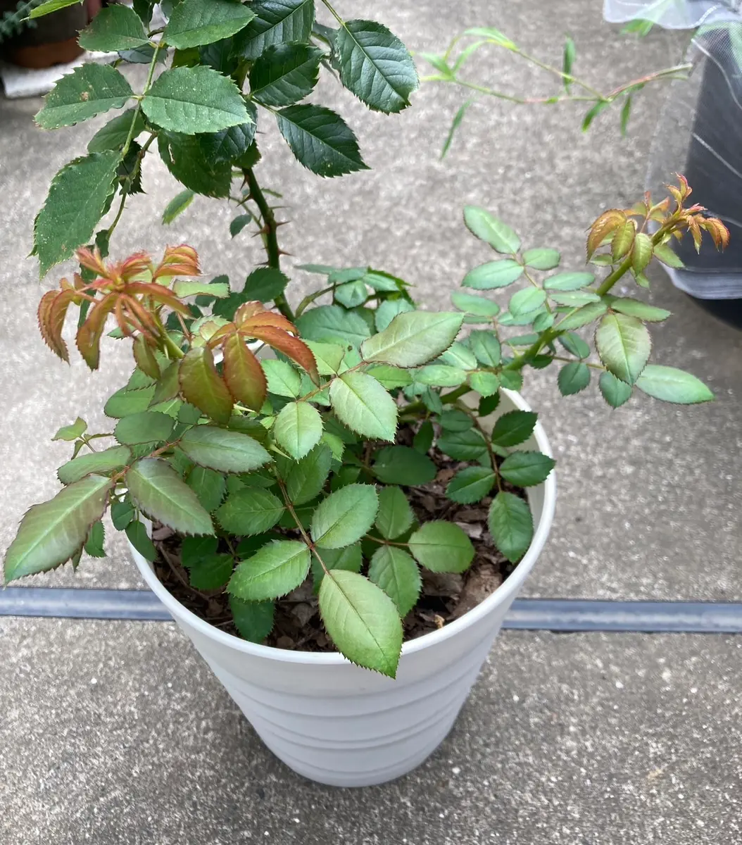 和バラニ苗 img_cache_q_46956_1_1752324301