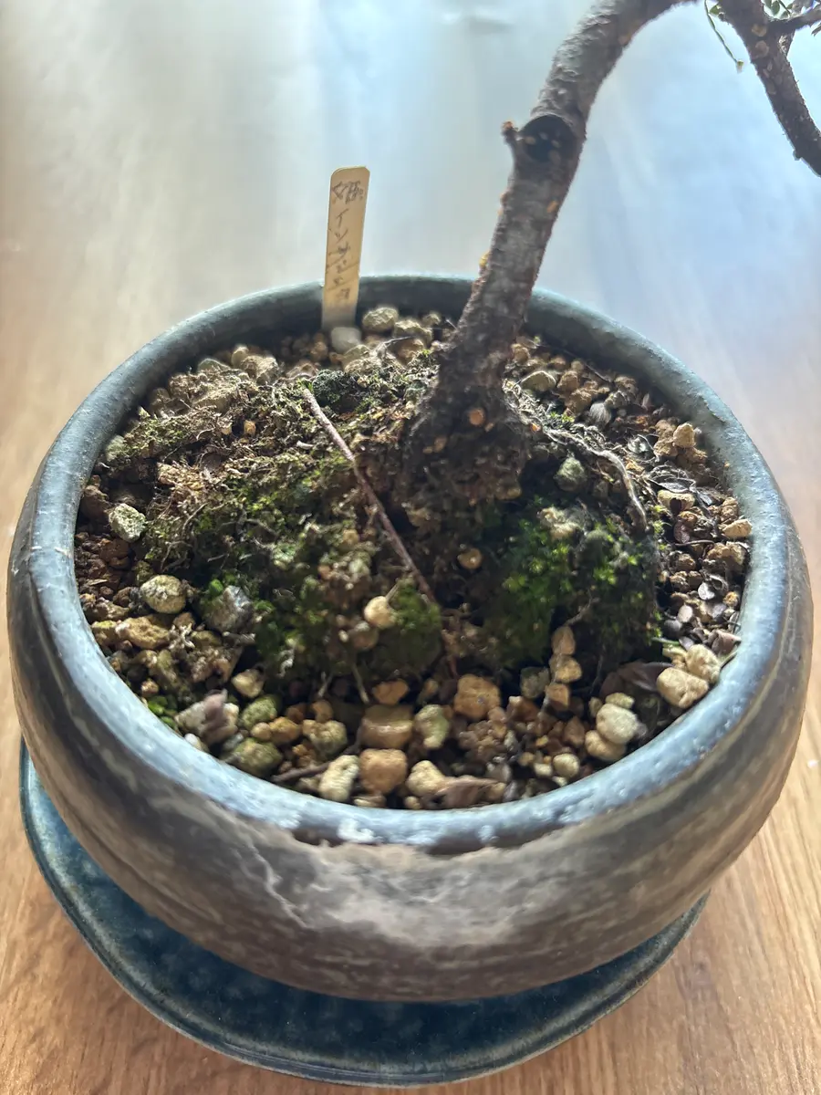 磯山椒 小さくてコケ順いいです イソザンショウ 26 磯山椒 天梅 コケ順