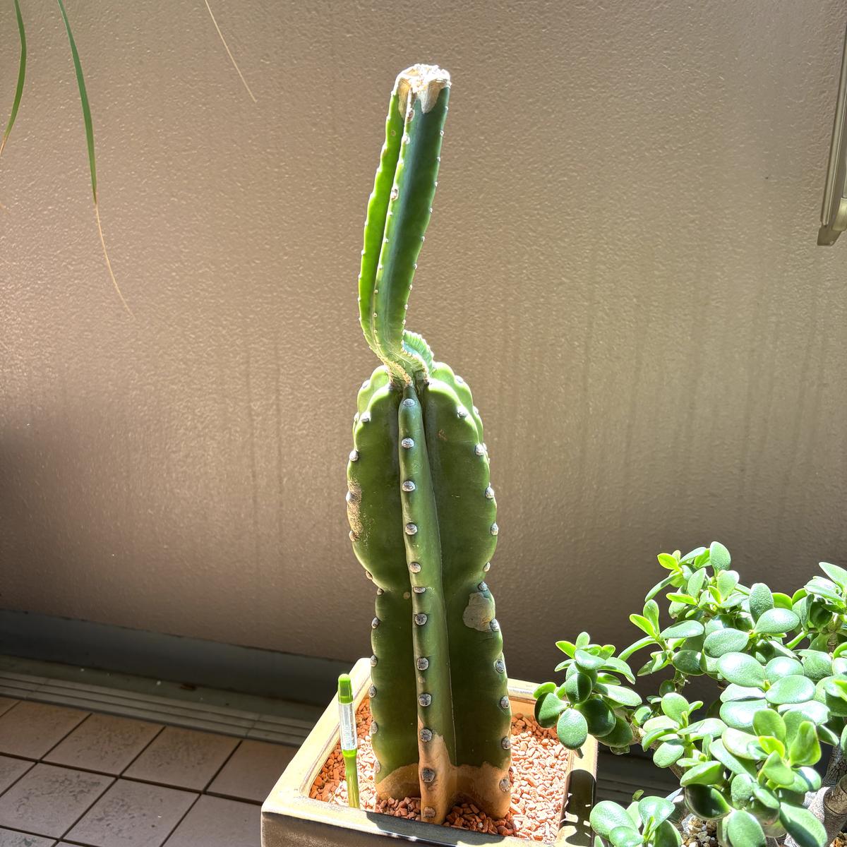 柱サボテンを仕立て直したい 】うちに20年以上いる柱サボテ...｜園芸 