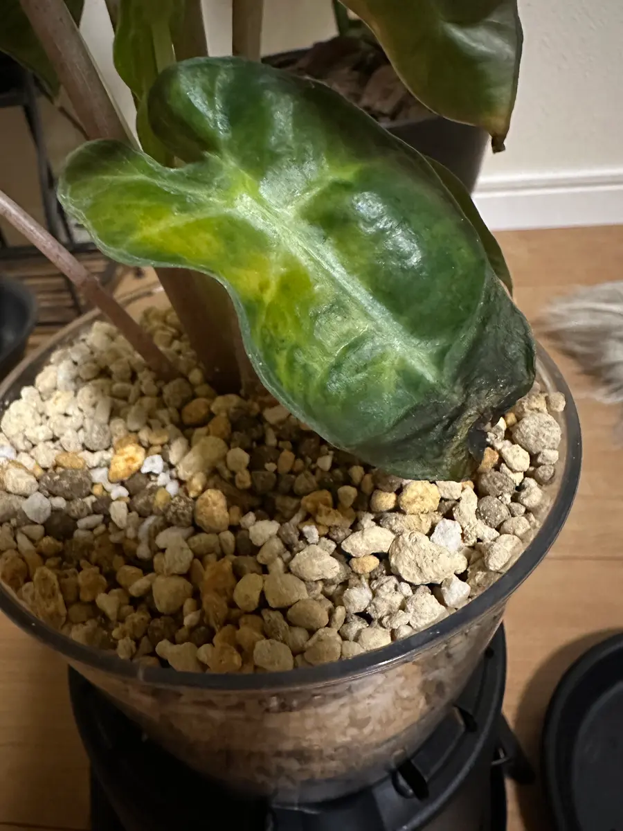 アロカシアについて悩んでいます。①今月7/7に購入、植え替え