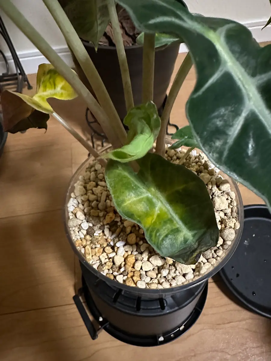 アロカシア6種　バラ売り不可 アロカシアについて悩んでいます。①今月7/7に購入、植え替え
