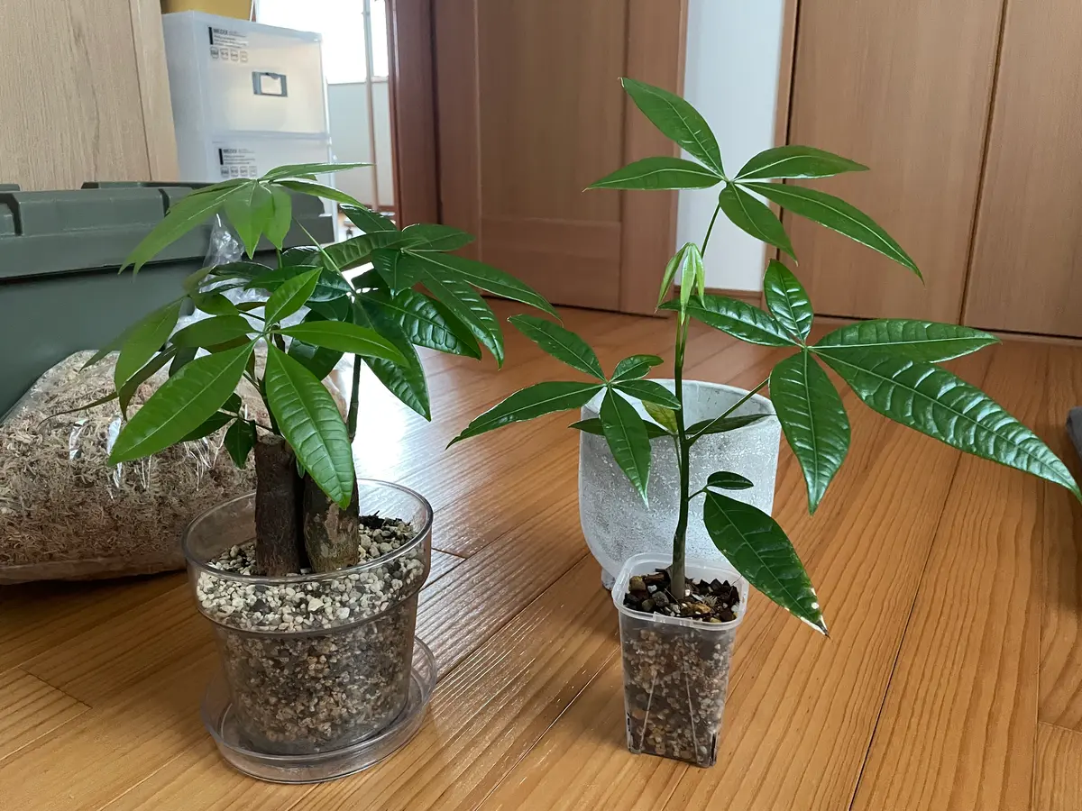 こんにちは。実生パキラの体調と黄斑について質問です。左が｜園芸