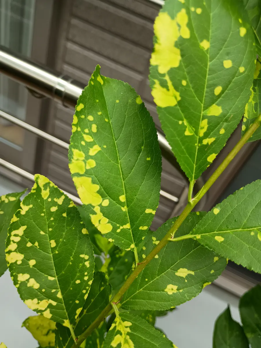 サンタローザの鉢植えですが、葉に黄色い斑点が出るようになり