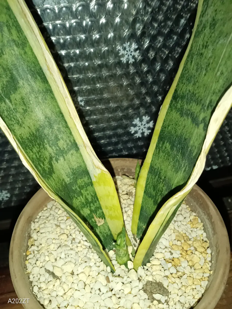 いつもお世話になっております。今日は、サンスベリアの事につ