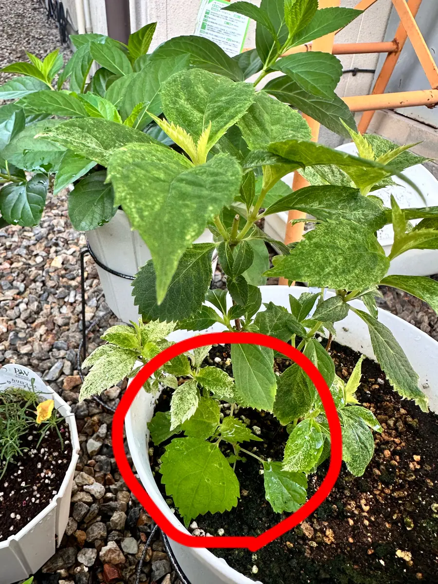 ▪️斑入りの山紫陽花の斑が消えてきてしまいました。初めて山