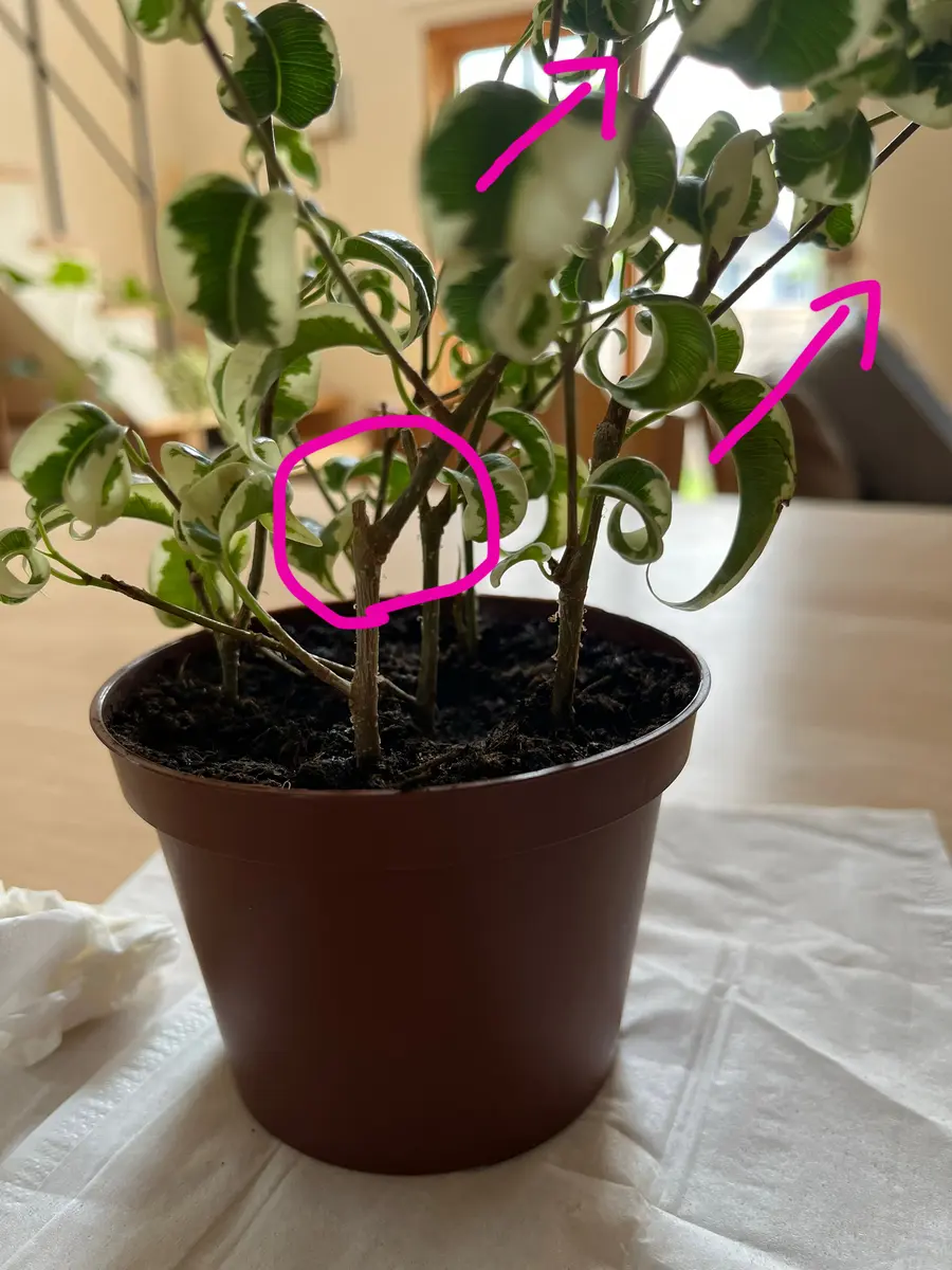 ベンジャミン・シタシオン(3.5号鉢)の樹形について質問です