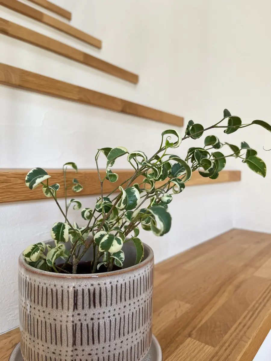 ベンジャミン・シタシオン(3.5号鉢)の樹形について質問です。｜園芸