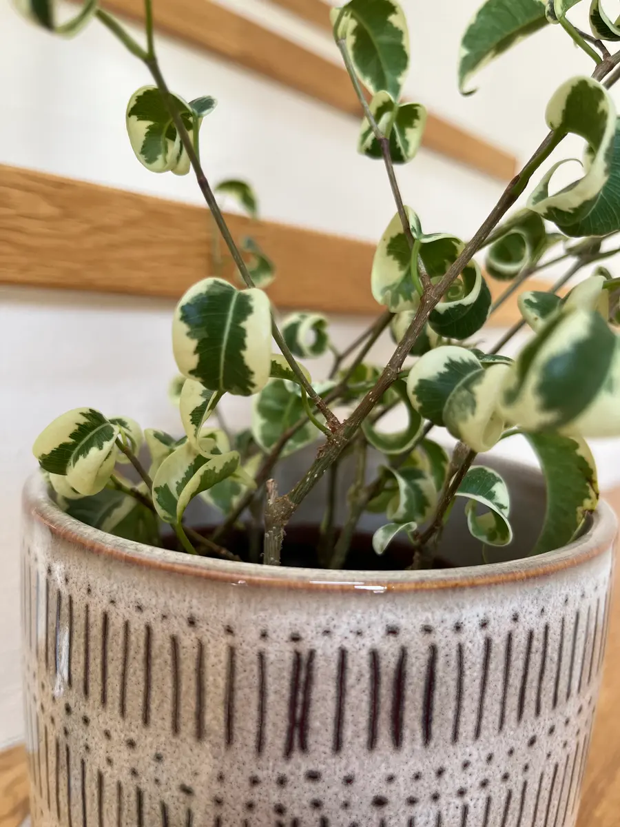 ☆ ベンジャミン シタシオン♪ 158cm 曲がり仕立て♪ ☆ ベンジャミン シタシオン♪ 158cm 曲がり仕立て♪