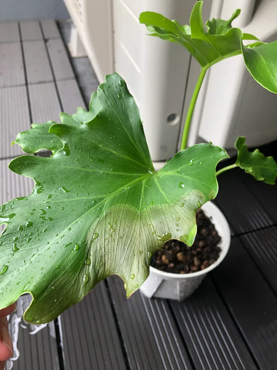 フィロデンドロンの(たぶん)セロームです。植替えしてから5日｜園芸