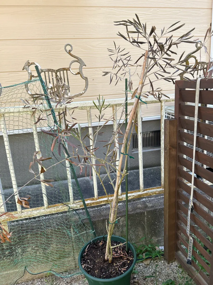 オリーブの木が見る見る枯れてきました。置き場所は玄関先で昼 