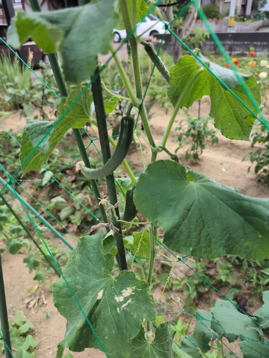 種から育てたキュウリを20本程植えましたが、初めから変形した