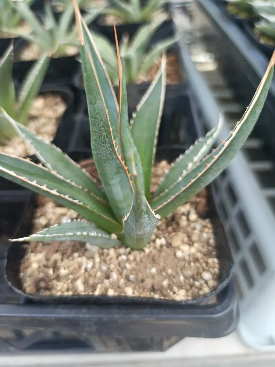 アガベの品種名分かりますか？アガベを始めてみようと思ってい