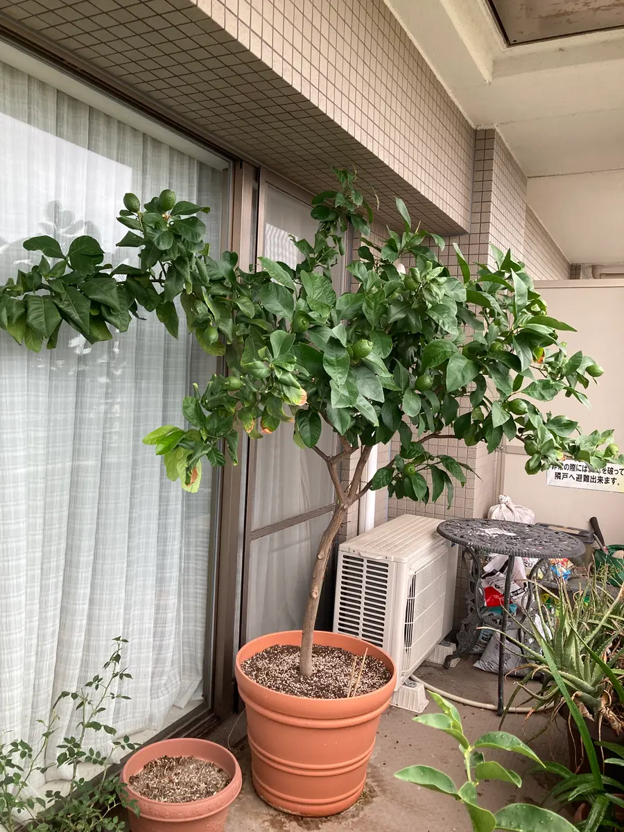 レモンの木の鉢植え 苗木 レモン 特大サイズ レモンの木 鉢植え ブラウン鉢 2個 植物