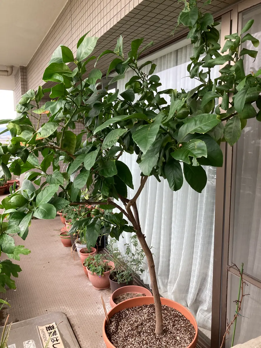 レモンの木の鉢植え レモンの木コレクション | Botanical Archive | 今すぐ購入 希少な樹木