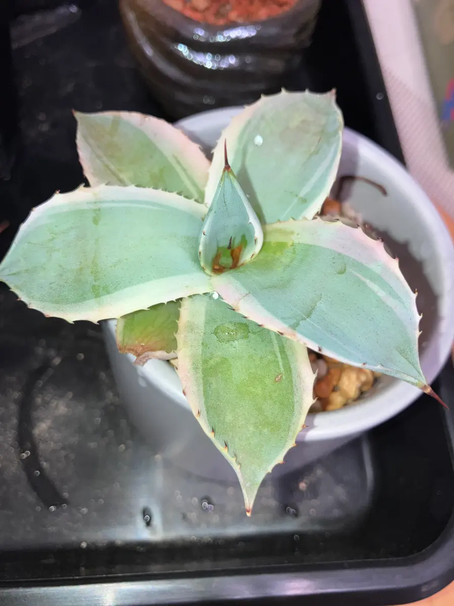 アガベ他 観葉植物 室内 53鉢 新しい芽もでてます