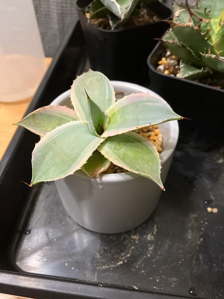 アガベ他 観葉植物 室内 53鉢 新しい芽もでてます