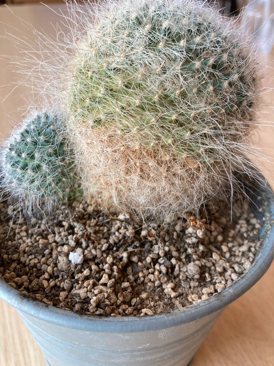 サボテン 玉翁を育てていますが、最近半分黄色になってしまい｜園芸