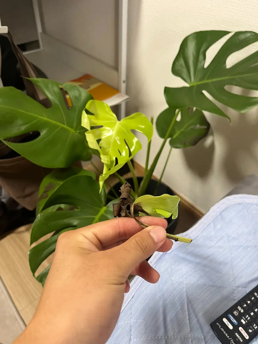 今年4月にIKEAでモンステラを購入しました1鉢に2株植ってお｜園芸