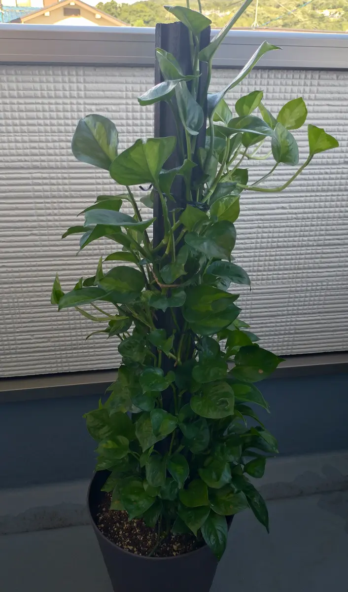 京都での手渡しのみ ポトスタワー10号 約170cm 現品販売 近畿は可能 -