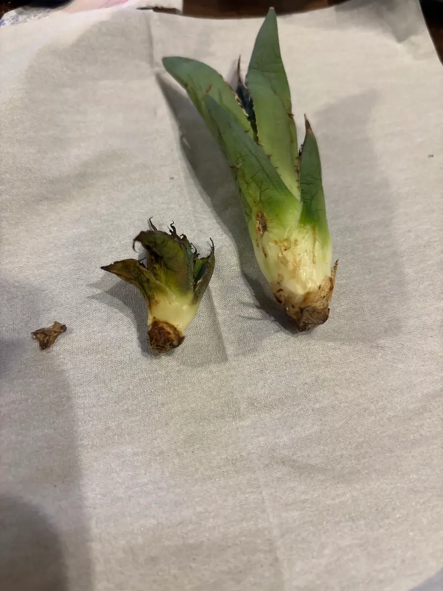 通販でアガベの子株を購入しました。根っこはすごいカピカピで