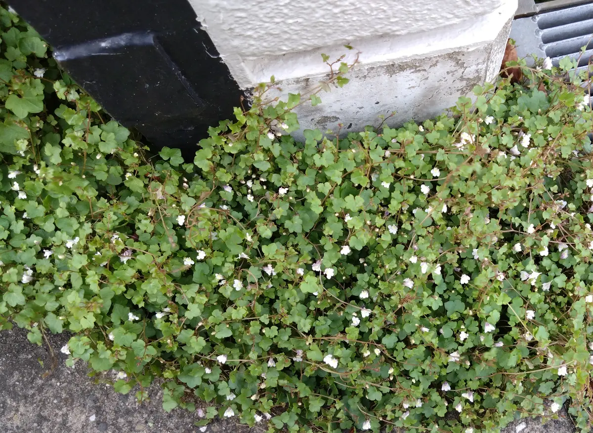 コンクリートの縁から生えてきました。花が咲いてます。葉っぱ