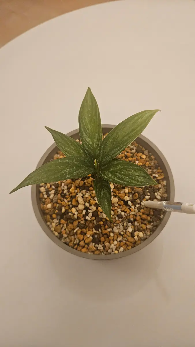 6月の半ば頃にアグラオネマのカーティシーを迎え入れ、育ててお