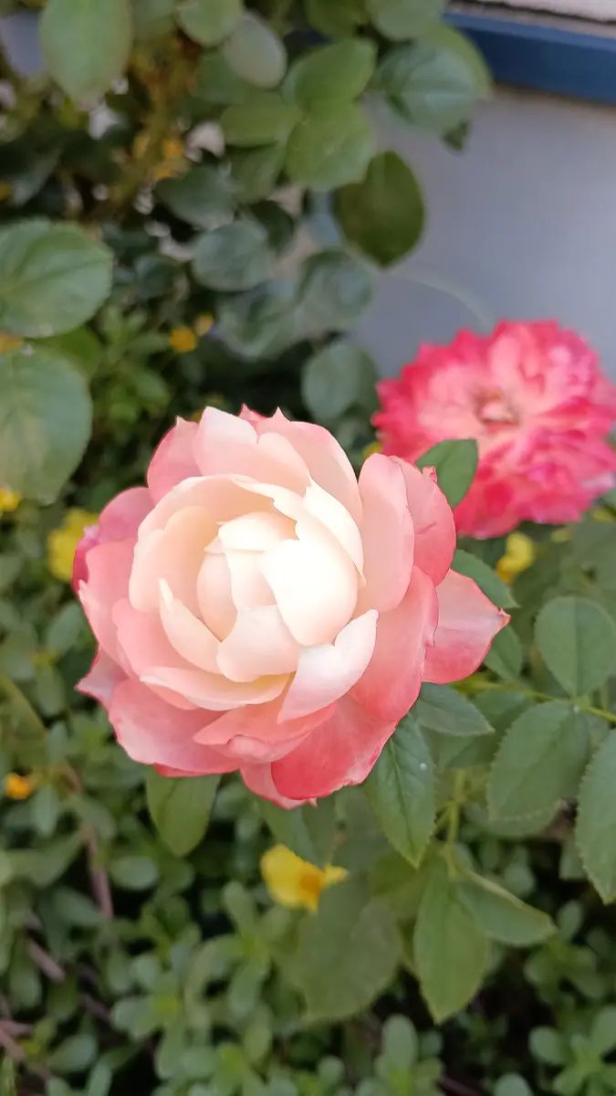 5月咲くバラ名前不明 この薔薇の名前が知りたいです。わかる方がいらっしゃったら
