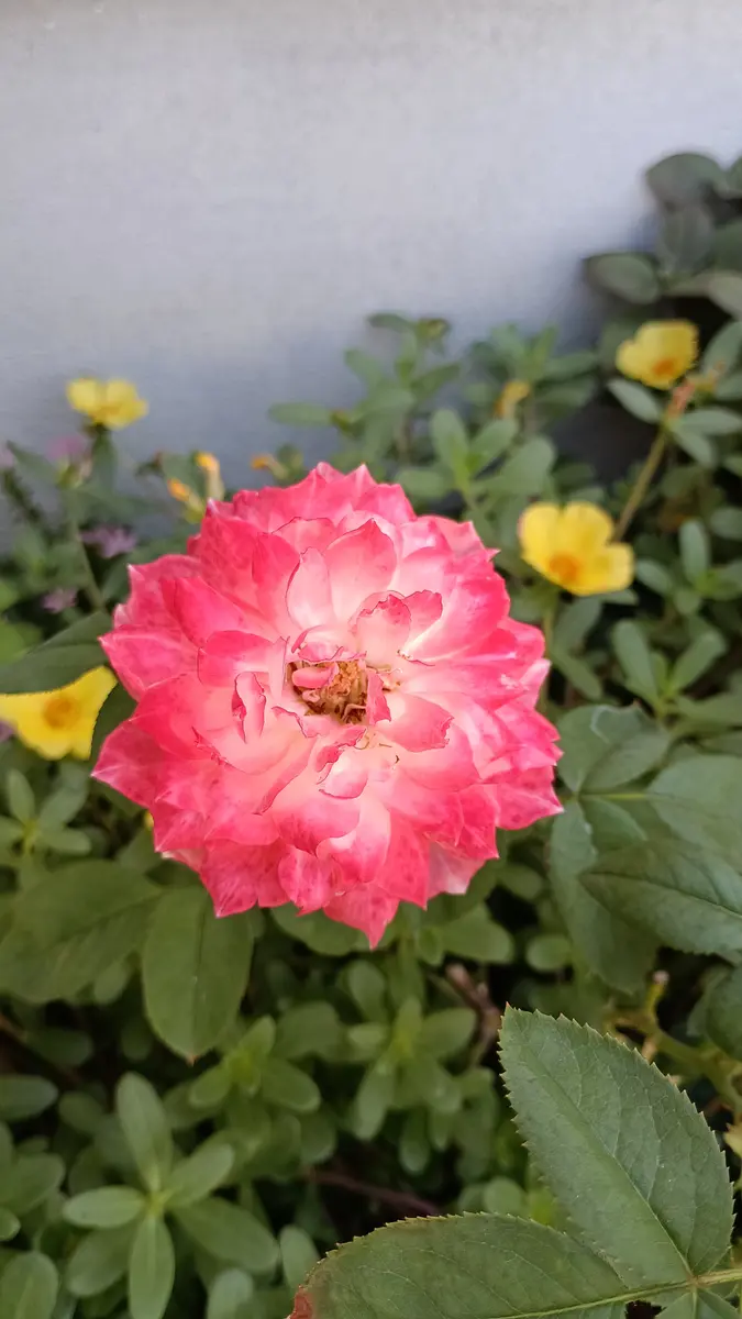 この薔薇の名前が知りたいです。わかる方がいらっしゃったら